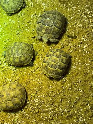 Gallery view 2 of Spur-Thighed Tortoise