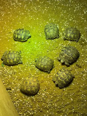 Spur-Thighed Tortoise