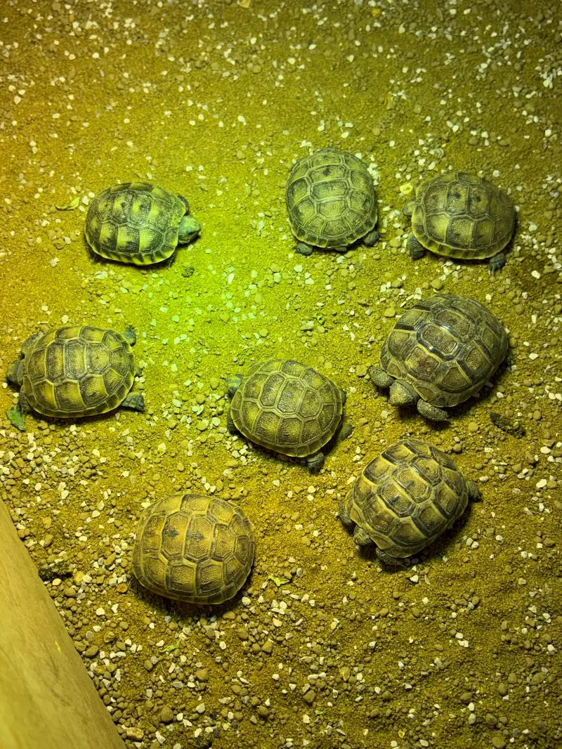 Spur-Thighed Tortoise
