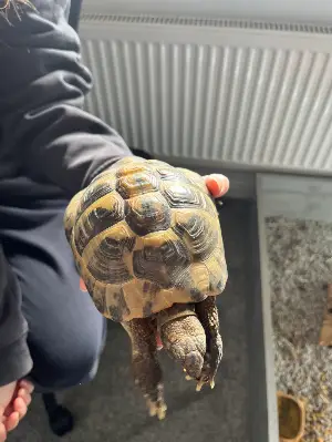 Gallery view 1 of Male Hermann Tortoise adult fertile 