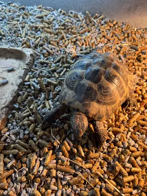 Gallery view 2 of Male Hermann Tortoise adult fertile 