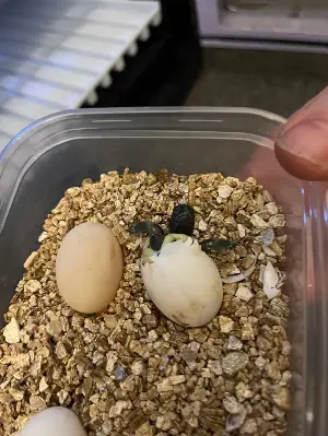 Gallery view 3 of Male Hermann Tortoise adult fertile 