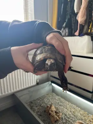 Male Hermann Tortoise adult fertile 