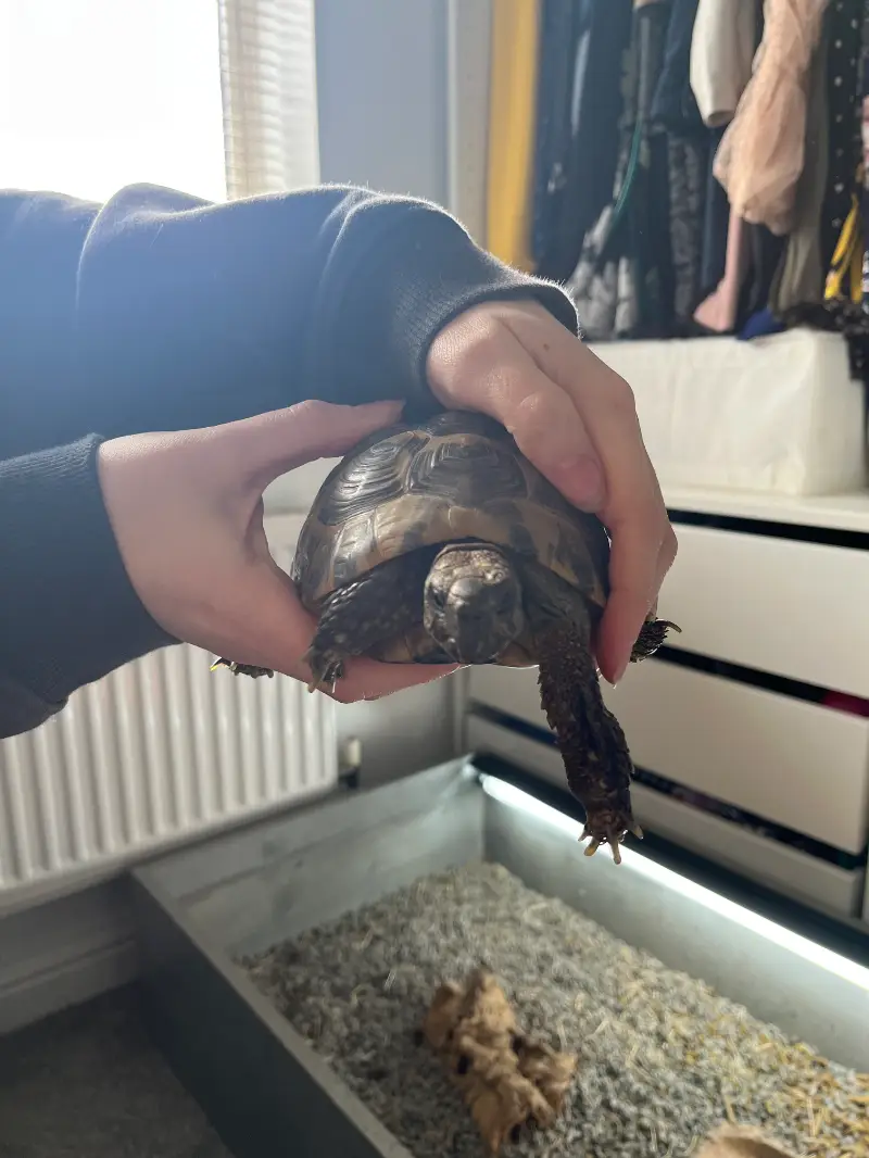 Male Hermann Tortoise adult fertile  - Hermann's Tortoise