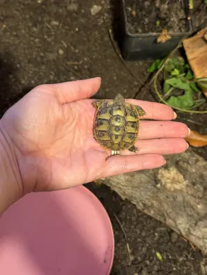 Hermann hatchlings (2026) for sale
