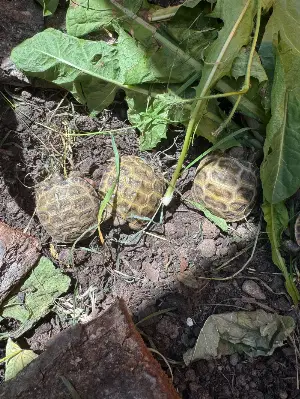 Gallery view 1 of Horsfield hatchlings (2026) for sale 