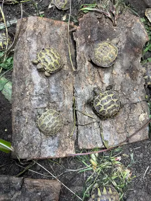 Gallery view 2 of Horsfield hatchlings (2026) for sale 