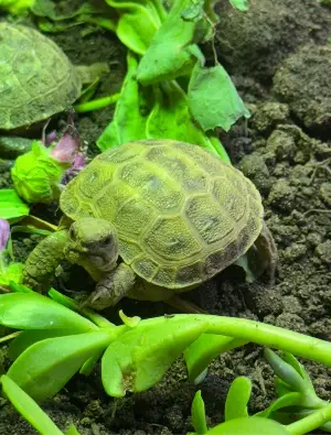 Gallery view 4 of Horsfield hatchlings (2026) for sale 