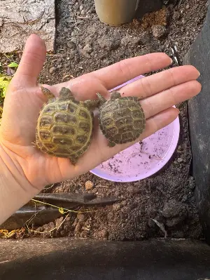Horsfield hatchlings (2026) for sale 