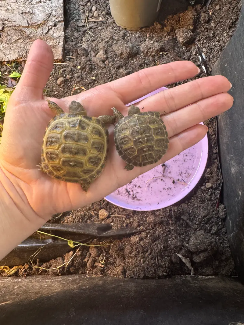 Horsfield hatchlings (2026) for sale  - Horsfield / Russian