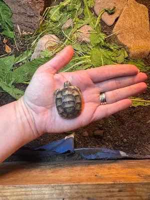 Marginated tortoise (2026) hatchlings for sale 