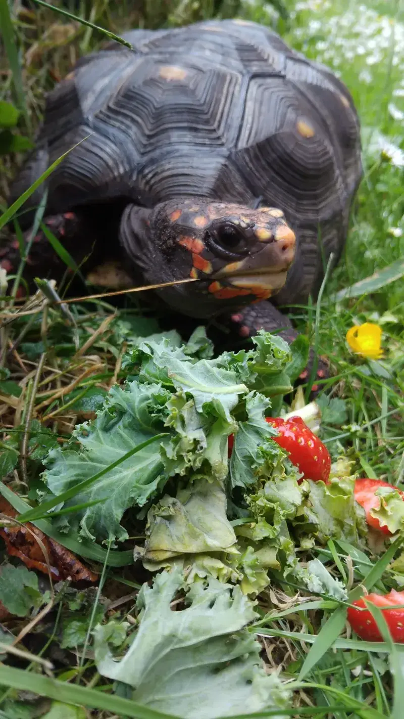 Red Foot Tortoise & Set up - Red-Footed Tortoise