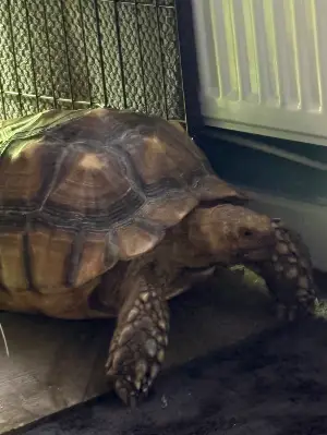 Gallery view 1 of 6 year old sulcata male 