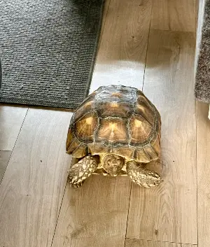 Gallery view 2 of 6 year old sulcata male 
