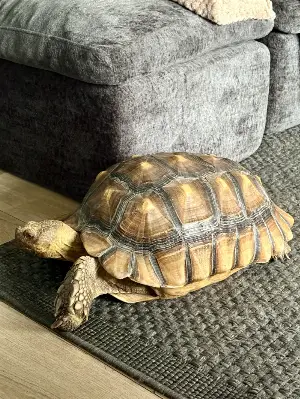 Gallery view 3 of 6 year old sulcata male 