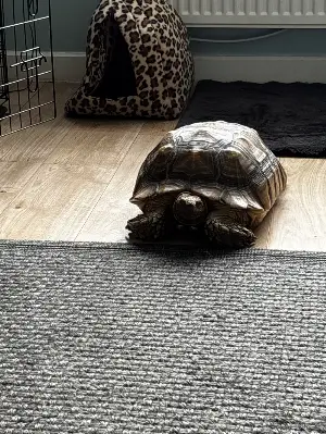Gallery view 4 of 6 year old sulcata male 