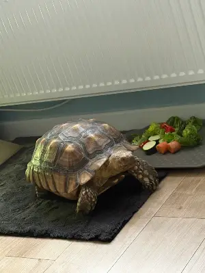 6 year old sulcata male 