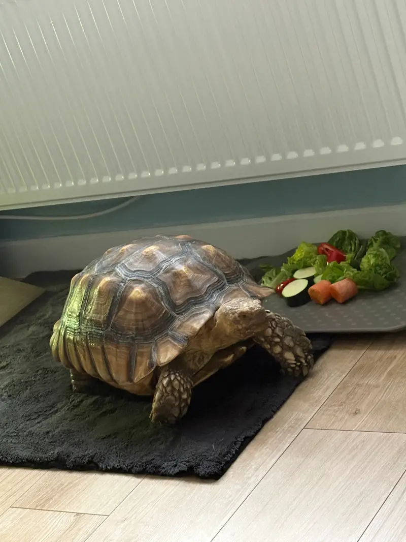 6 year old sulcata male  - Sulcata / African Spurred