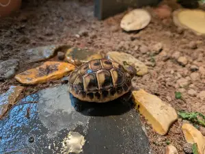 Gallery view 1 of Hermans Tortoise Hatchlings (Hatched August 24th - 30th 2026)