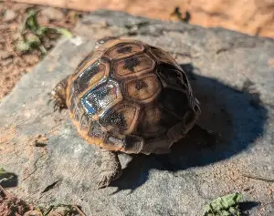 Gallery view 2 of Hermans Tortoise Hatchlings (Hatched August 24th - 30th 2026)