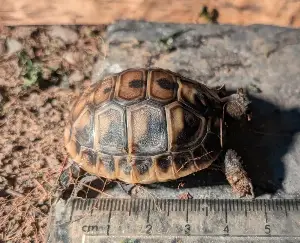 Gallery view 3 of Hermans Tortoise Hatchlings (Hatched August 24th - 30th 2026)
