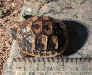 Gallery view 4 of Hermans Tortoise Hatchlings (Hatched August 24th - 30th 2026)