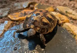 Hermans Tortoise Hatchlings (Hatched August 24th - 30th 2026)