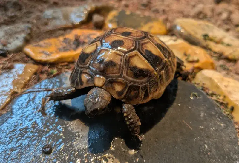 Hermans Tortoise Hatchlings (Hatched August 24th - 30th 2026) - Hermann
