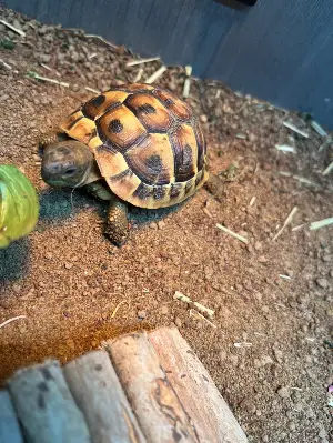 Rex the Baby Hermann Tortoise