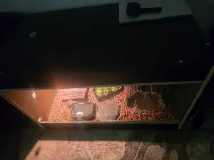 Bsby horsefield tortoise 