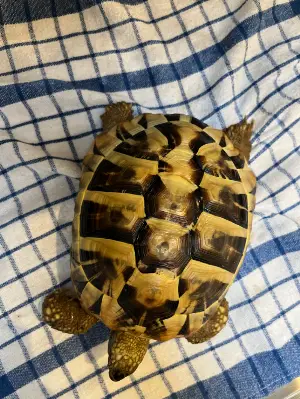 Gallery view 1 of Hermann Tortoise