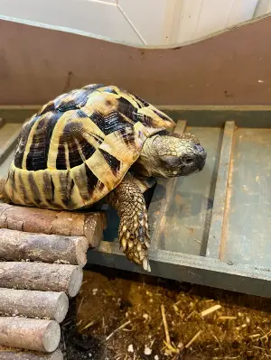 Gallery view 2 of Hermann Tortoise