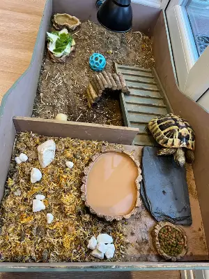 Gallery view 3 of Hermann Tortoise