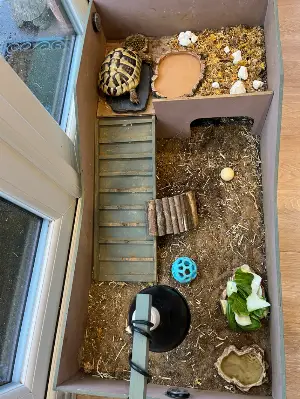 Gallery view 4 of Hermann Tortoise