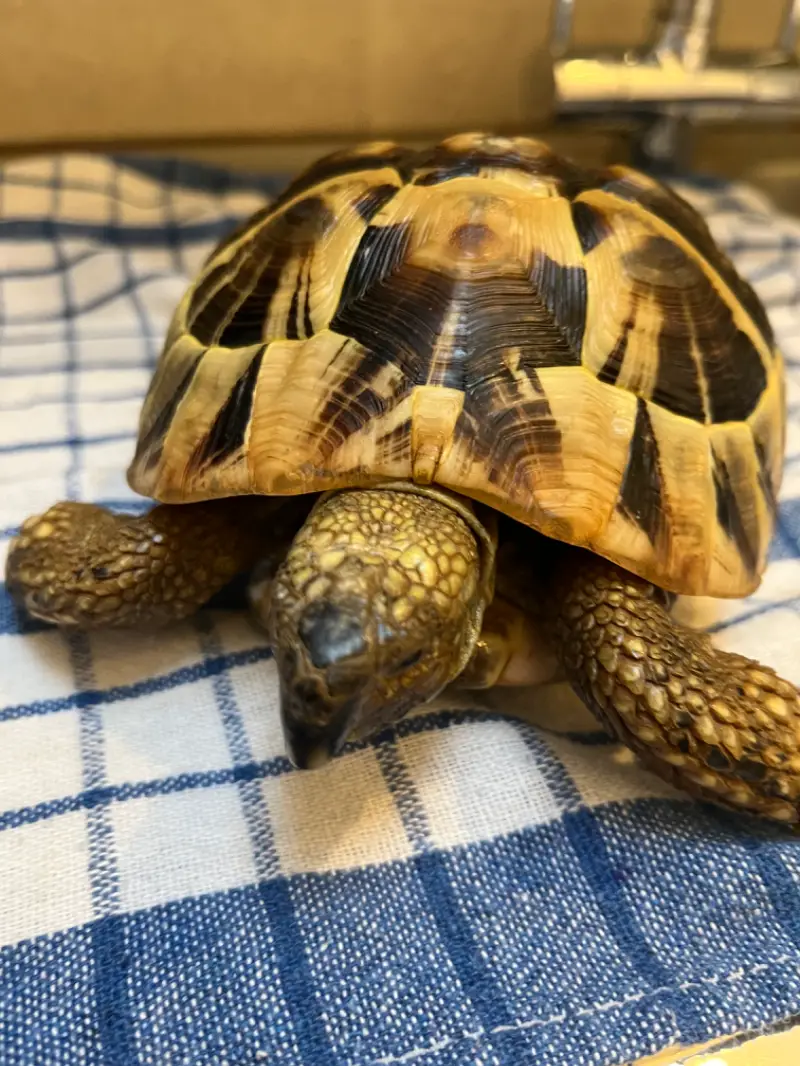 Hermann Tortoise
