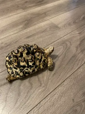 Leopard Tortoise and full set up 