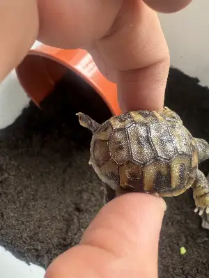 Baby hermann tortoise