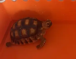 Gallery view 2 of Female Sulcata 