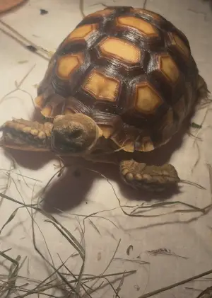 Female Sulcata 