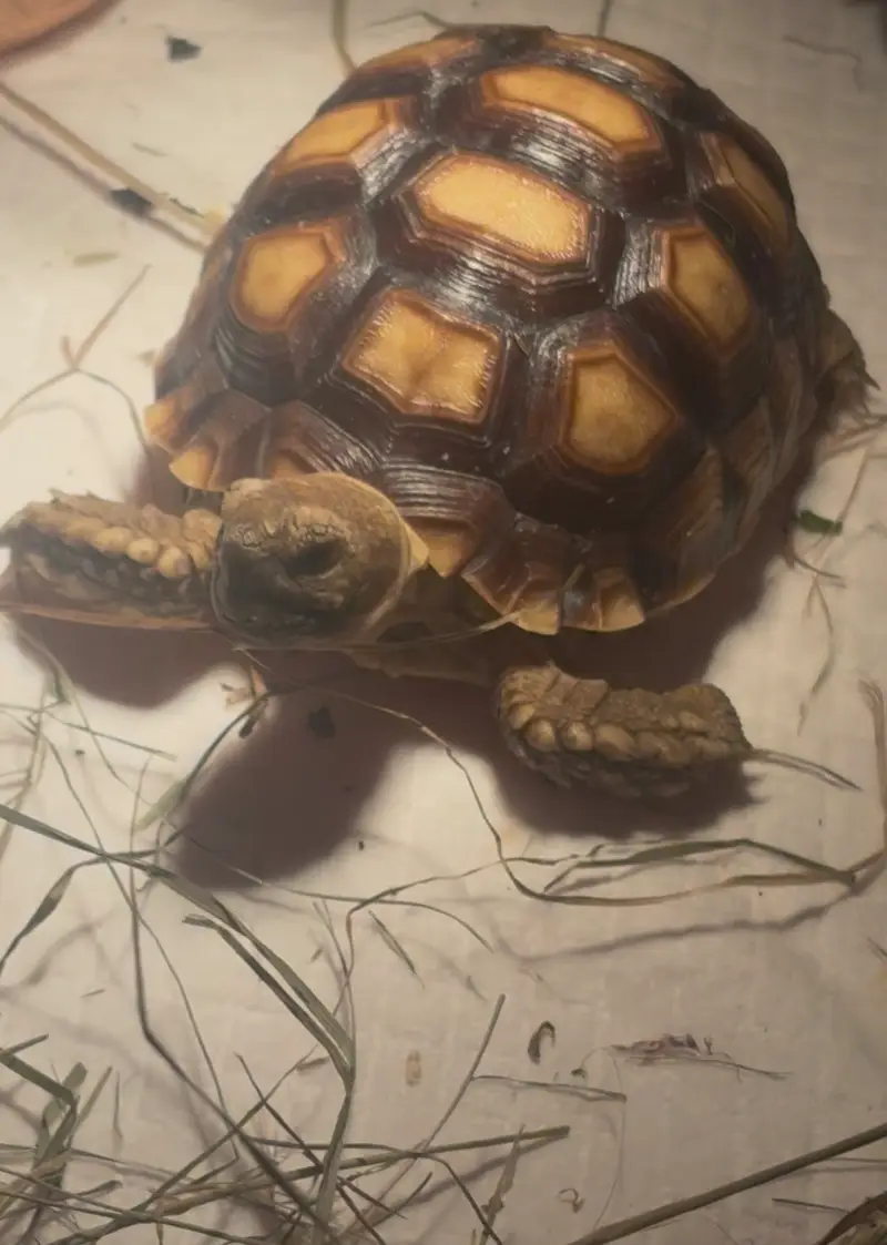 Female Sulcata 