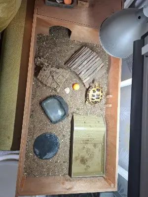 Gallery view 1 of 2 year old Horsfield tortoise and full set up.