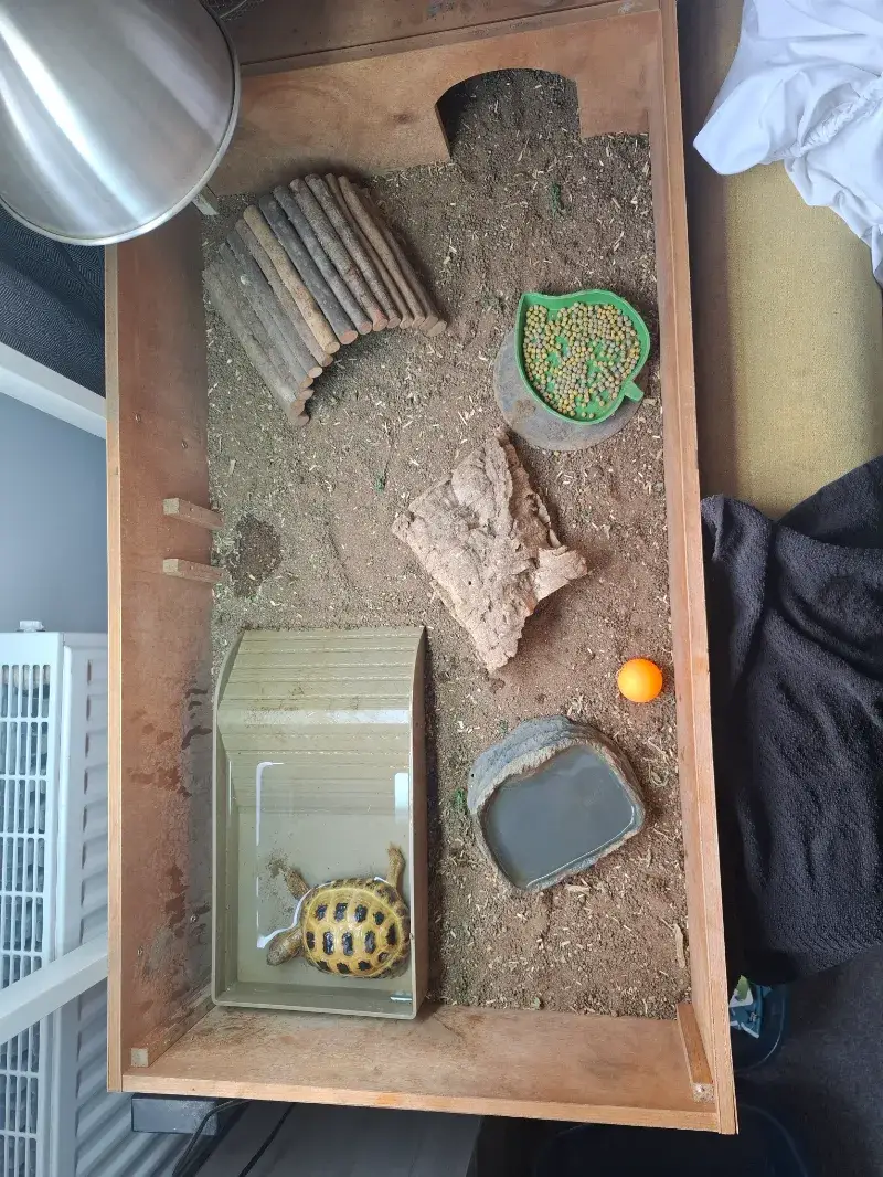 2 year old Horsfield tortoise and full set up.