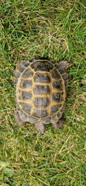 Gallery view 1 of Horsfield Tortoise Oogway