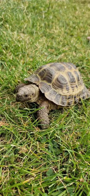 Gallery view 2 of Horsfield Tortoise Oogway