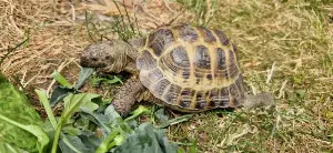 Horsfield Tortoise Oogway