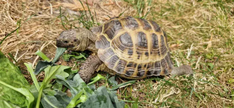 Horsfield Tortoise Oogway - Hermann