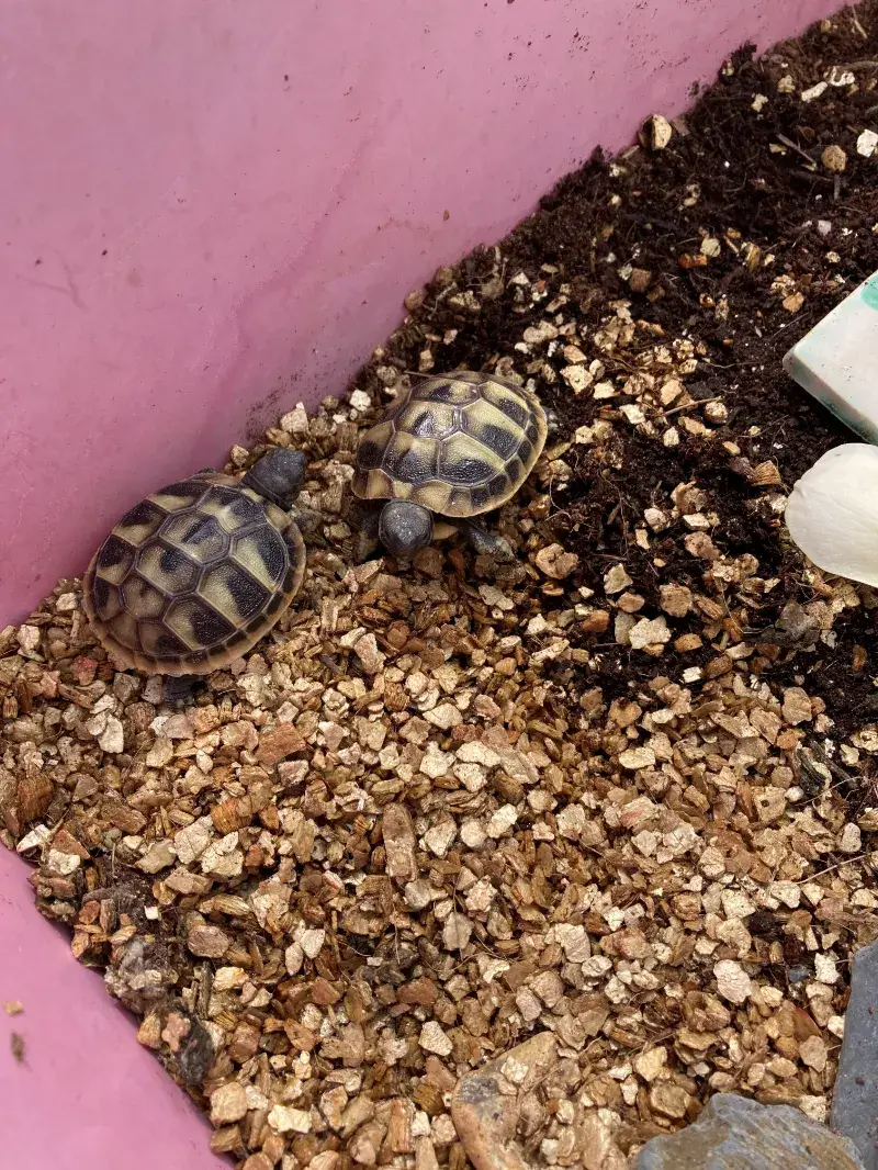 Baby Hermann Tortoises, hatched August 2026 - Hermann's Tortoise