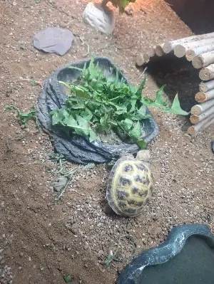 Gallery view 1 of Horsefield tortoise 2025 hatchling