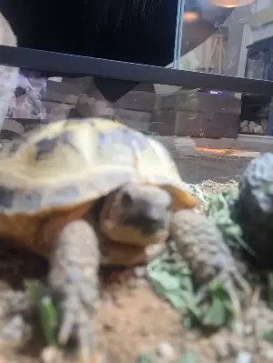 Gallery view 2 of Horsefield tortoise 2025 hatchling