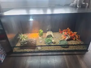 Horsefield tortoise 2025 hatchling